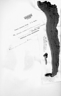 Fuscoporia senex image